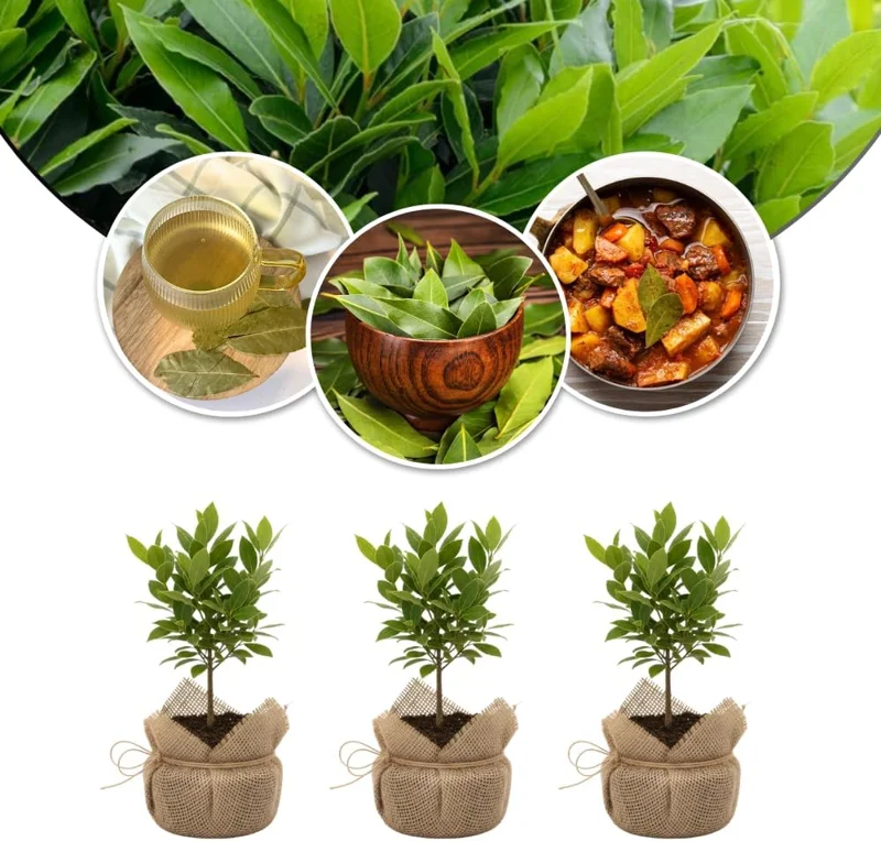 Bay Leaf Live Plant (Laurus Nobilis) 5-8" Tall, Fragrant Culinary Herb Tree - Image 8
