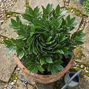 Bay Leaf Live Plant - Laurus Nobilis Bay Laurel Tree, 5-8