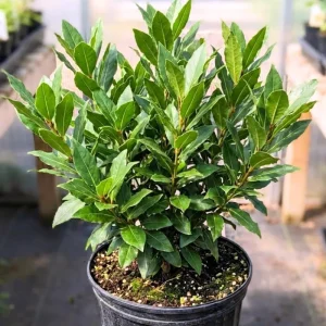 Bay Leaf Live Plant - Laurus Nobilis Herb Tree 4-8 Inch Tall for Outdoor Planting - Image 2