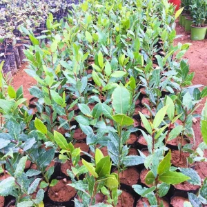 Bay Leaf Live Plant - Laurus Nobilis Herb Tree 4-8 Inch Tall for Outdoor Planting - Image 4