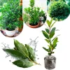 Bay Leaf Live Plant - Laurus Nobilis Herb Tree 4-8 Inch Tall for Outdoor Planting - Image 1