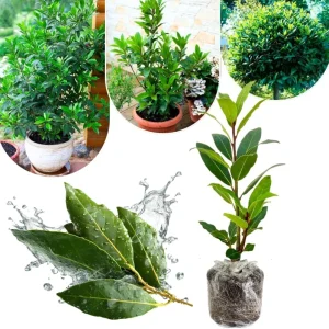 Bay Leaf Live Plant - Laurus Nobilis Herb Tree 4-8 Inch Tall for Outdoor Planting - Image 1