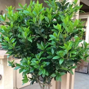 Bay Leaf Live Plant - Laurus Nobilis Herb Tree 4-8 Inch Tall for Outdoor Planting - Image 6