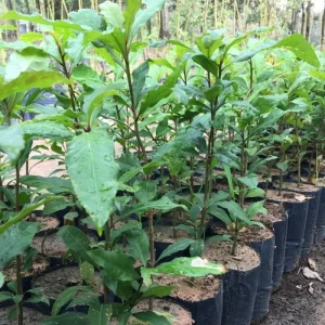 Bay Leaf Live Plant - Laurus Nobilis Herb Tree 4-8 Inch Tall for Outdoor Planting - Image 7