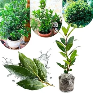 Bay Leaf Live Plant, Laurus Nobilis Herb Tree, 4-8