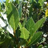 Bay Leaf Live Plant, Laurus Nobilis Sweet Bay Laurel Tree, 5-9 Inches Tall, Culinary Herb - Image 1