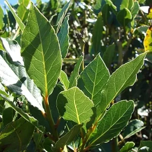 Bay Leaf Live Plant, Laurus Nobilis Sweet Bay Laurel Tree, 5-9 Inches Tall, Culinary Herb - Image 1