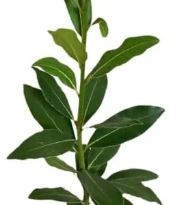 Bay Leaf Live Plant - Laurus Nobilis Sweet Bay Tree - 5-9