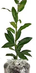 Bay Leaf Live Plant - Laurus Nobilis Sweet Bay Tree - 5-9