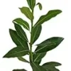Bay Leaf Live Plant - Laurus Nobilis Sweet Bay Tree - 5-9" Tall - Indoor/Outdoor - Image 1