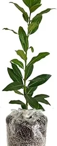 Bay Leaf Live Plant - Laurus Nobilis Sweet Bay Tree - 5-9