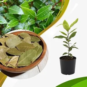 Bay Leaf Live Tree Plant - Laurus Nobilis Sweet Bay Laurel, 7-10 Inch Tall in 4 Inch Pot - Image 3