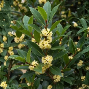 Bay Leaf Tree Live Plant - 4-8 Inch Laurus Nobilis Sweet Bay Laurel - Image 2