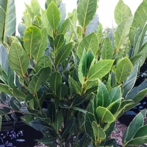 Bay Leaf Tree Live Plant - 4-8 Inch Laurus Nobilis Sweet Bay Laurel - Image 4