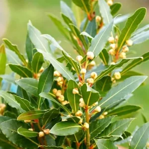 Bay Leaf Tree Live Plant 5-7 Inches - Laurus Nobilis for Indoor & Outdoor - Image 5