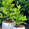 Bay Leaf Tree Live Plant - 5-8" Tall Fragrant Laurus Nobilis Herb for Outdoor Planting - Image 1