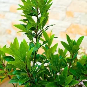 Bay Leaf Tree Live Plant 8-10 Inches - Laurus Nobilis Culinary Herb Outdoor - Image 2
