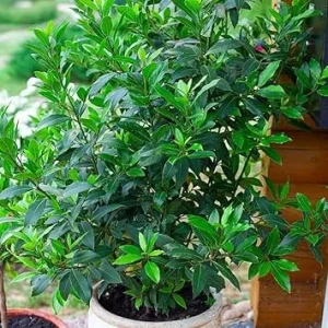 Bay Leaf Tree Live Plant - Laurus Nobilis, 6-10