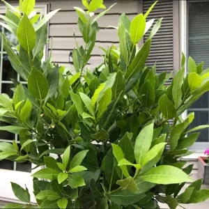 Bay Leaf Tree Live Plant, Laurus Nobilis, 6-10