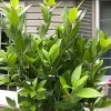 Bay Leaf Tree Live Plant, Laurus Nobilis, 6-10" Tall in 4" Pot, Fragrant Herb - Image 1
