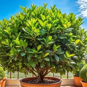 Bay Leaf Tree Live Plant – Laurus Nobilis – Cold Hardy – Fragrant Leaf – 6 Months Old for Planting - Image 3