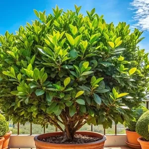 Bay Leaf Tree Live Plant – Laurus Nobilis – Cold Hardy – Fragrant Leaf – 6 Months Old for Planting - Image 4