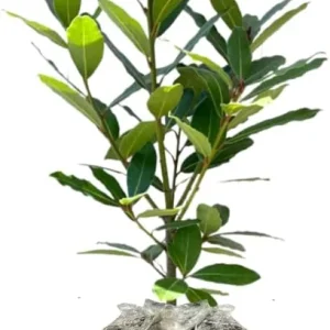 Bay Leaf Tree Live Plant - Laurus Nobilis, Sweet Bay Laurel, 5-9 inches Tall, Indoor/Outdoor Herb - Image 2