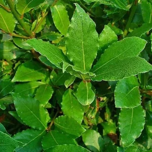 Bay Leaf Tree Live Plant - Laurus Nobilis Sweet Bay Laurel - Edible Herb Seedling 6-Inch - Image 3