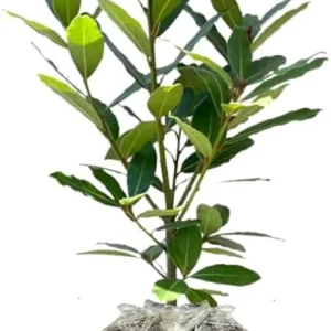 Bay Leaf Tree Live Plant - Laurus Nobilis, Sweet Bay Laurel, 5-9 inches Tall, Indoor/Outdoor Herb - Image 5