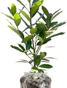 Bay Leaf Tree Live Plant - Laurus Nobilis, Sweet Bay Laurel, 5-9 inches Tall, Indoor/Outdoor Herb - Image 7