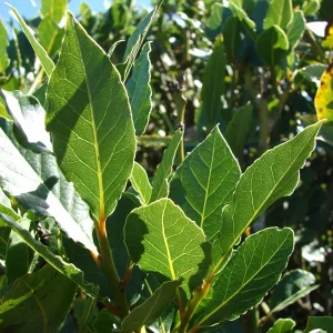 Bay Leaf Tree Live Plant - Laurus Nobilis Sweet Bay Laurel - Edible Herb Seedling 6-Inch - Image 1