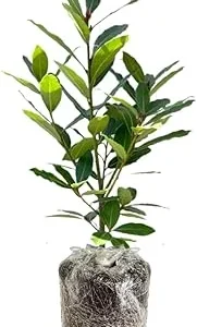 Bay Leaf Tree Live Plant - Laurus Nobilis, Sweet Bay Laurel, 5-9 inches Tall, Indoor/Outdoor Herb - Image 1