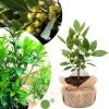 Bay Leaf Tree Live Plant, Sweet Bay Laurel, 6-10" Tall in 4" Pot, Culinary Herb - Image 1