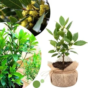 Bay Leaf Tree Live Plant, Sweet Bay Laurel, 6-10
