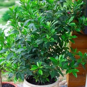 Bay Leaf Tree Live Plant, Sweet Bay Laurel, 8-10 Inches Tall, Indoor/Outdoor - Image 6