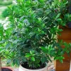 Bay Leaf Tree Live Plant, Sweet Bay Laurel, 8-10 Inches Tall, Indoor/Outdoor - Image 1