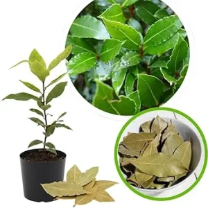 Bay Leaf Tree Plant Laurus Nobilis Live Plant 7-10 Inches Tall in 4 Inch Pot - Image 7