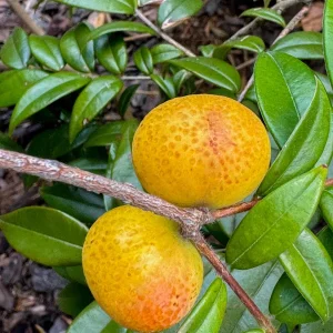 Beach Cambuca Live Plant - Myrciaria Strigipes Fruit Tree Seedling 2-5in Tall - Image 7