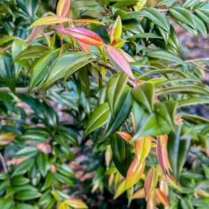 Beach Cambuca Live Plant - Myrciaria Strigipes Fruit Tree Seedling 2-5in Tall - Image 8