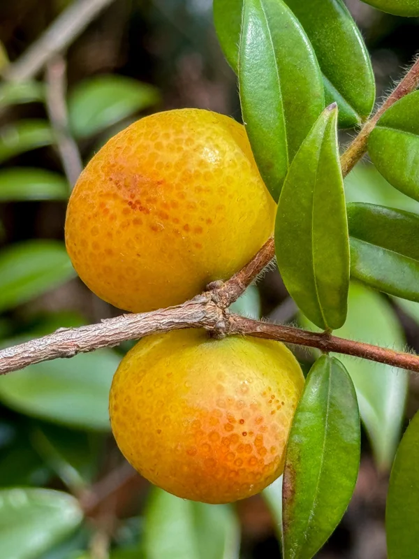 Beach Cambuca Myrciaria Strigipes Live Plant – Brazilian Fruit Tree Seedling, 2-5 inches tall, 2.5 inch pot, Outdoor - Image 2