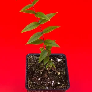 Beach Cambuca Myrciaria Strigipes Live Plant – Brazilian Fruit Tree Seedling, 2-5 inches tall, 2.5 inch pot, Outdoor - Image 3