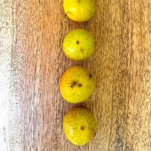 Beach Cambuca Myrciaria Strigipes Live Plant – Brazilian Fruit Tree Seedling, 2-5 inches tall, 2.5 inch pot, Outdoor - Image 6