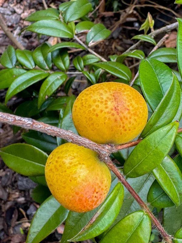 Beach Cambuca Myrciaria Strigipes Live Plant – Brazilian Fruit Tree Seedling, 2-5 inches tall, 2.5 inch pot, Outdoor - Image 7