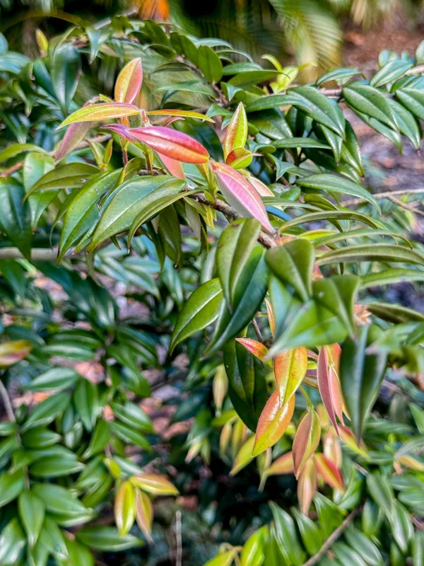 Beach Cambuca Myrciaria Strigipes Live Plant – Brazilian Fruit Tree Seedling, 2-5 inches tall, 2.5 inch pot, Outdoor - Image 8