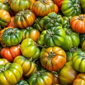 Beefsteak Tomato Live Plant – Large Fruiting Variety, 4 Inch Pot, 4-6 Inch Tall - Image 4