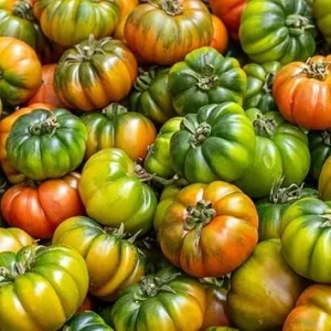 Beefsteak Tomato Live Plant – Large Fruiting Variety, 4 Inch Pot, 4-6 Inch Tall - Image 6