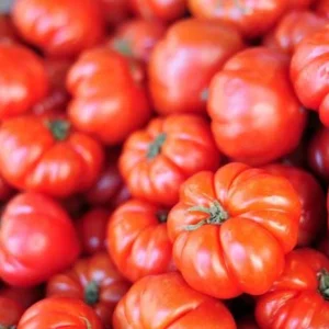 Beefsteak Tomato Live Plants - Set of 3, 6-8 Inches Tall in 4