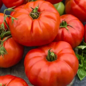 Beefsteak Tomato Live Plants - Set of 3, 6-8 Inches Tall in 4