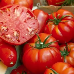 Beefsteak Tomato Live Plants - Set of 3, 6-8 Inches Tall in 4