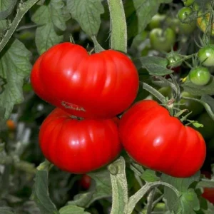 Beefsteak Tomato Live Plants - Set of 3, 6-8 Inches Tall in 4